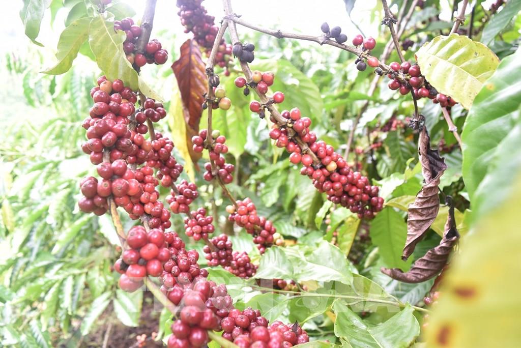 UKVFTA hỗ trợ ngành cà phê Việt Nam mở rộng thị phần tại Anh