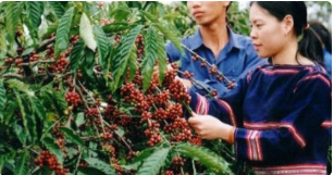 Kon Tum hình thành vùng sản xuất chuyên canh cà phê Robusta