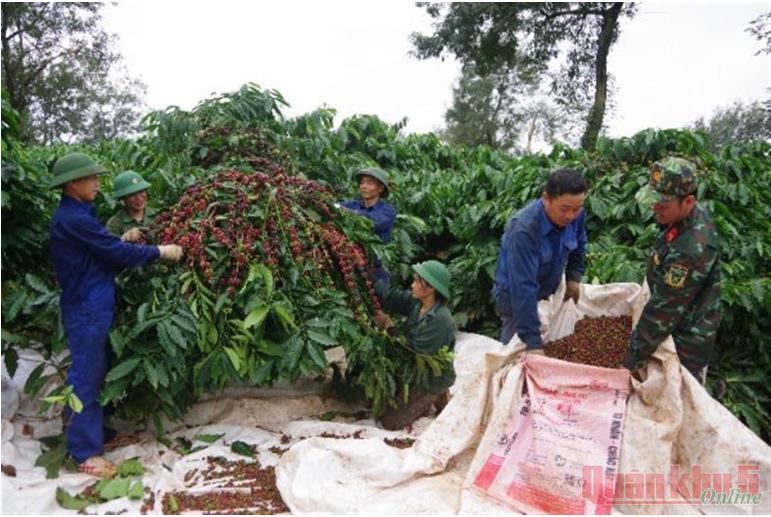 Đắk Lắk định hướng sản xuất Cà phê liên kết theo chuỗi giá trị