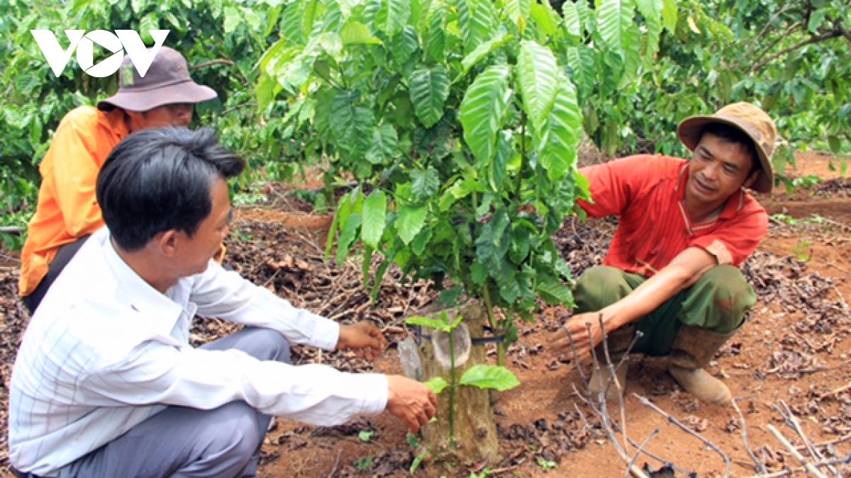 Tập trung tái canh phát triển cà phê đặc sản Việt Nam